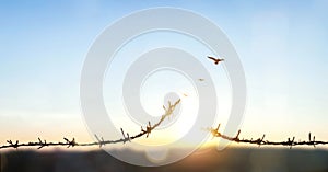 freedom concept, Bird flying and barbed wire at morning sunrise background