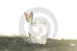 Freedom concept of a colorful butterfly rests on her trap photo