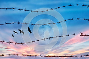 Freedom and human rights concept. silhouette of free bird flying in the sky behind barbed wire with sunset background
