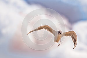 Freedom and indepence with disability. Injured bird with broken leg flying