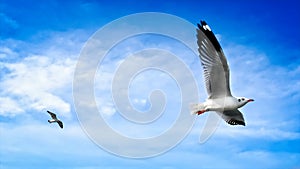 Freedom Life - Seagulls Flying in Blue Cloudy Sky