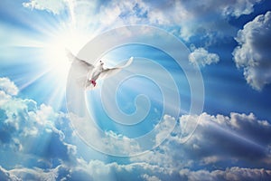 Freedom, peace and spirituality pigeon, white dove on blue sky photo