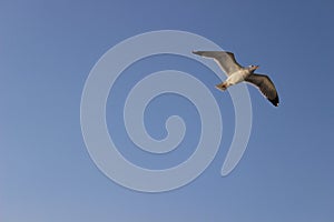 Freedom of seagull