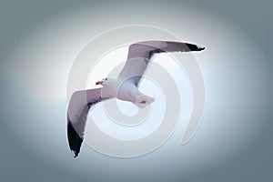 Freedom. Serene white seagull flying. Beautiful sea bird gliding photo