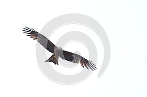 Freedom squawks, bird, hawk