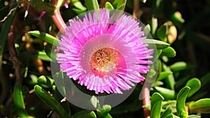 Freeeway iceplant flower also known as Hottentot-fig, ice Plant, kaffir Fig or Carpobrotus edulis.