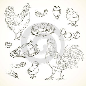 Freehand drawing chicken items