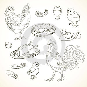 Freehand drawing chicken items photo