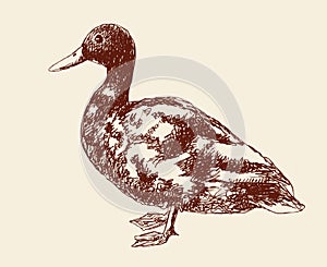 Freehand drawing duck