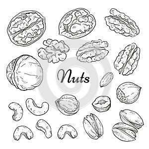 Freehand drawing nuts. Pistachios, cashews, peanuts, almonds, seeds, chestnut, pine nuts