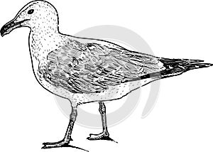 Freehand drawing profile of large sea gull standing