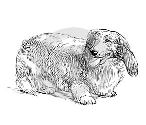 Freehand drawing of purebred longhair dachshund
