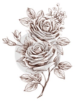 Freehand drawing rose 01 photo