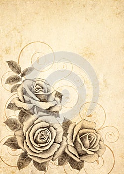 Freehand drawing rose 03