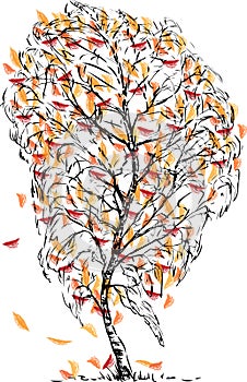 Freehand drawing of single birch tree in autumn season