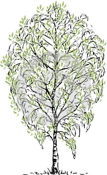 Freehand drawing of single birch tree in spring