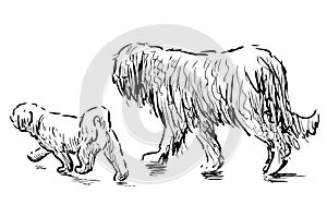 Freehand drawing of two purebred dogs walking outdoors