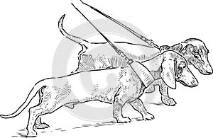 Freehand drawing of two walking  dachshunds on leashes