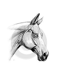 Freehand horse head pencil drawing illustration animal wildlife