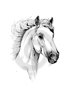 Freehand horse head pencil drawing illustration animal wildlife