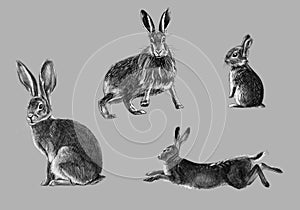 Freehand sketch of wild rabbit