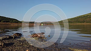 Freeing Bulgarian Astacus Astacus, Crayfish, on the shore of a lake.