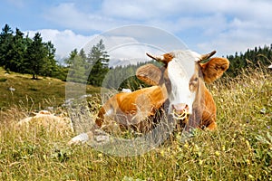 Freely grazing cow on an idyllic mountain pasture photo