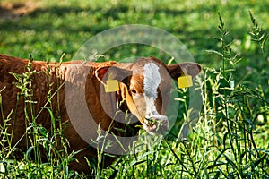 Freely grazing cow photo