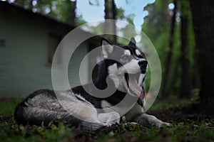 freely lying dog breed Siberian Husky yawns