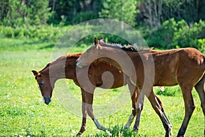 Freely playing foals    at the pasture.  summer