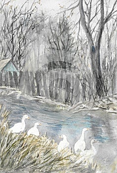 Freely walking geese at the village watercolor painting