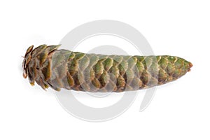 Freen fir cone