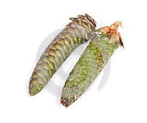 Freen fir cone