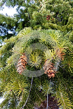 Freen tree and brown pine cones on nature