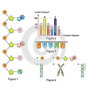 Biology - Question and Answer template