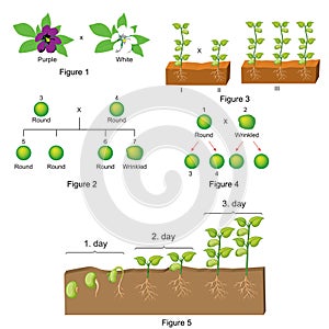 Biology - Question and Answer template