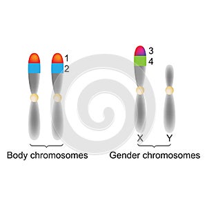 Biology - Body and Gender Choromosomes