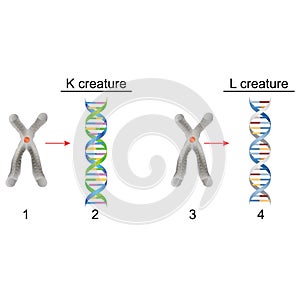 Biology - Question and Answer
