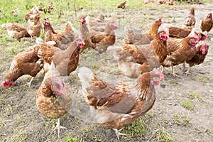 Freerange hens, chickens outdoors in nature.