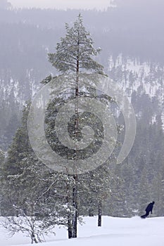 Freeride skier charging down through the forest