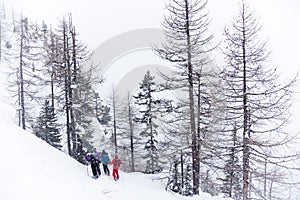 Freeride skiers photo