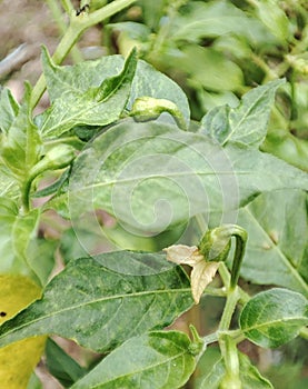 Freesh green leaf in a garden