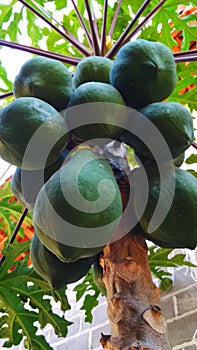 Freesh and green papaya