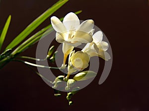 Freesia