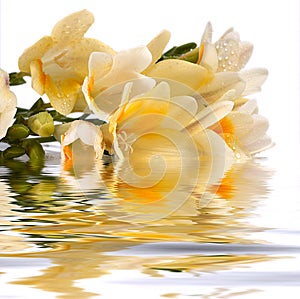 Freesia cluster reflect in the water