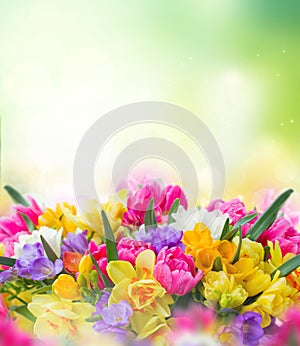 Freesia and daffodil flowers border