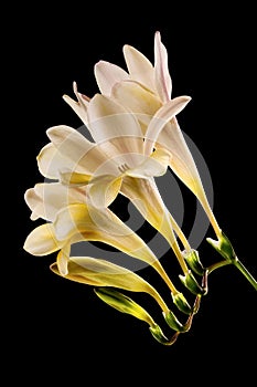 Freesia flower black background