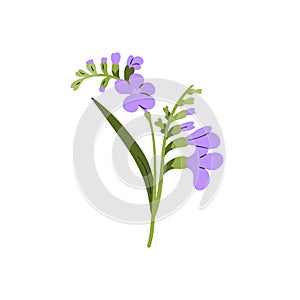 Freesia flower. Blooming floral plant. Spring field wildflower. Blossomed meadow buds, leaves. Delicate fragile gentle