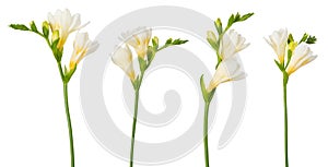 Freesia flower set twigs in bloom isolated on white