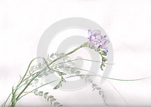 Freesia flower watercolor painting photo